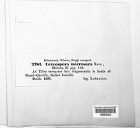 Paracercosporidium microsorum image